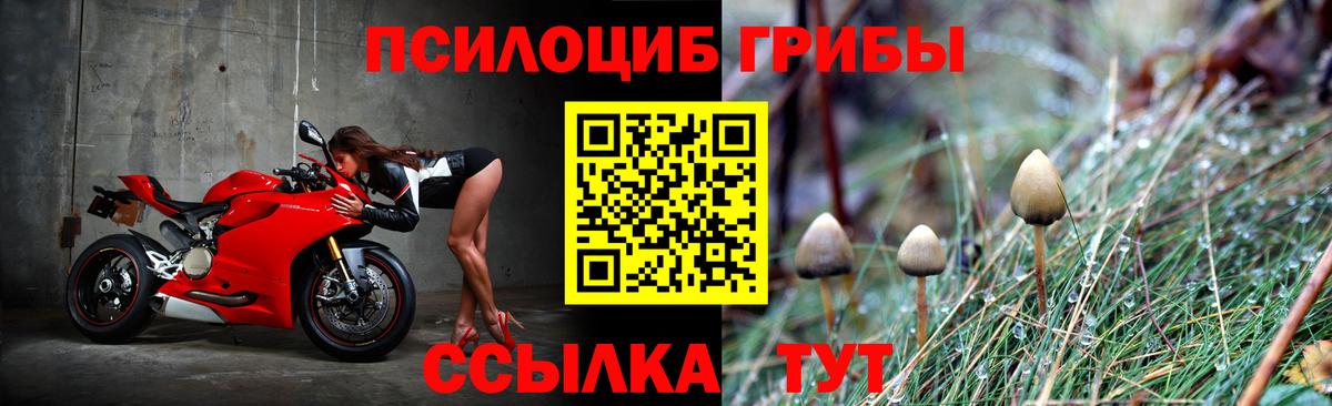 где найти наркотики  Вход с VPN  Касимов  Галлюциногенные грибы ЛСД  Псилоцибиновые грибы Cubensis 